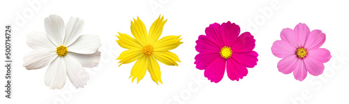 isolated white, yellow, purple and pink cosmos flower with clipping paths.	