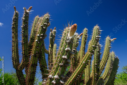 cacto xique-xique florescendo na caatinga  vegeta    o nativa do semi  rido brasileiro 
