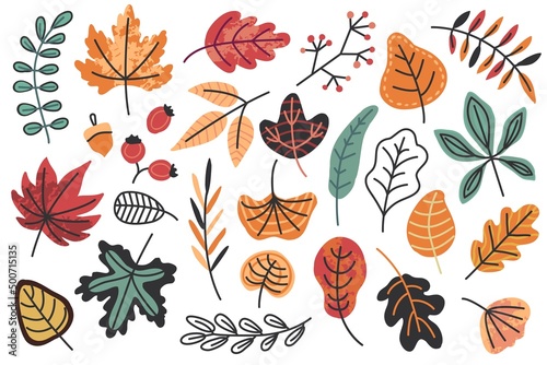 Autumn red, orange, yellow and brown leaves, berries and acorn. Fall season flat doodle forest oak, rowan, maple and chestnut leaf. Fallen leaves vector set