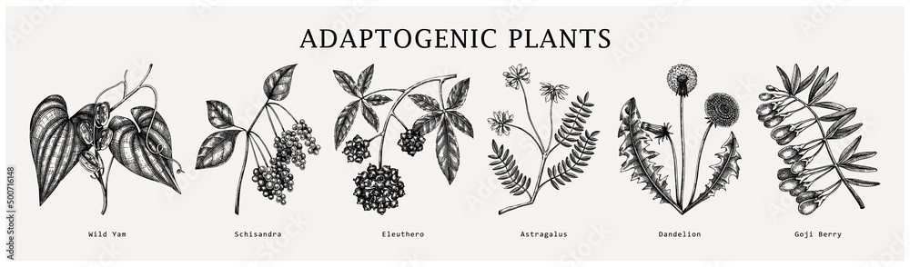 Adaptogen plants collection. Hand-sketched botanical illustrations set ...