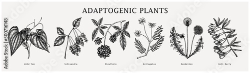 Tableau sur toile Adaptogen plants collection