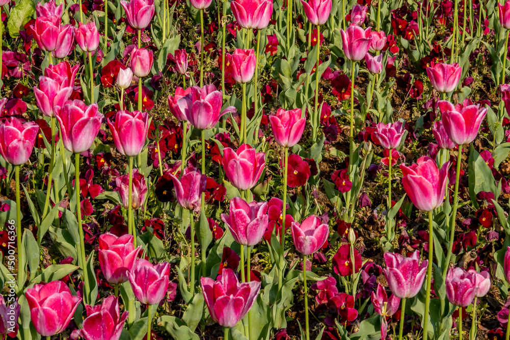 Nature's spring adventure, flowers and colors
