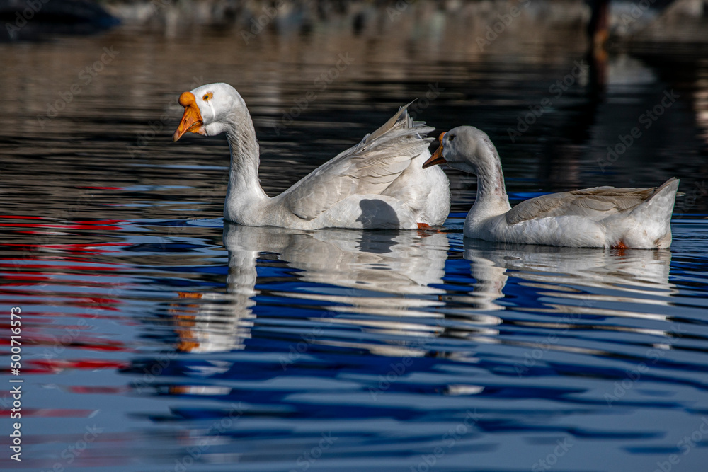 Fototapeta premium seabirds and wildlife