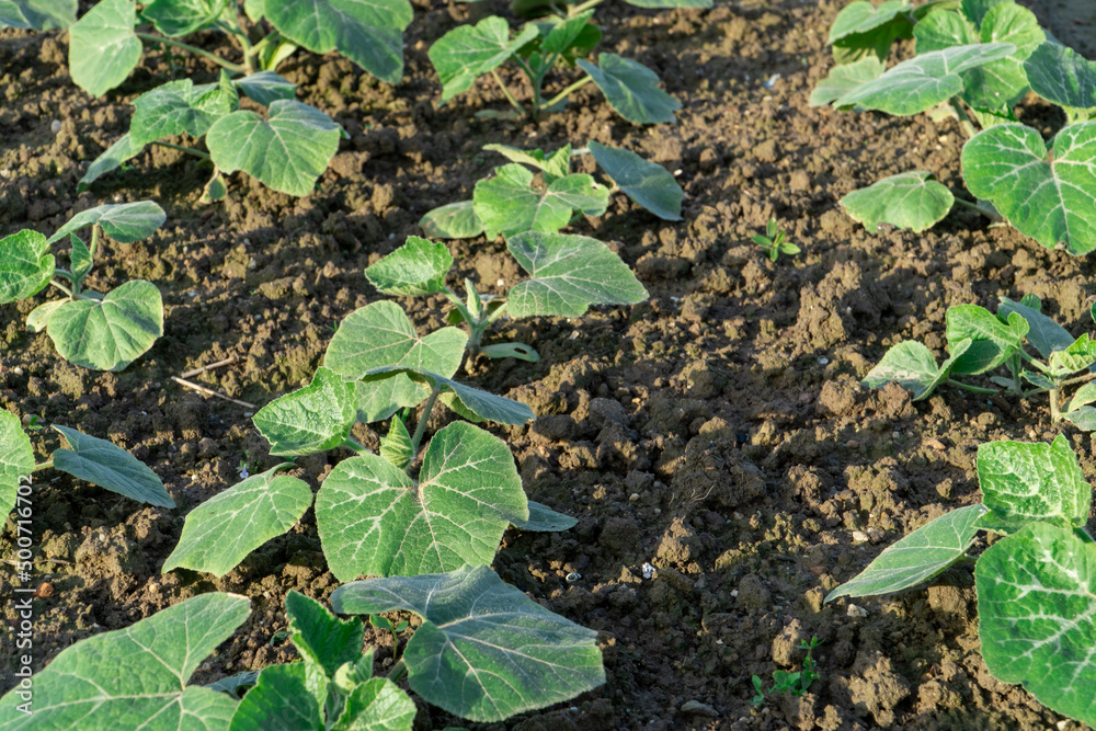 Fototapeta premium Pumpkin seedlings growing in vegetable fields