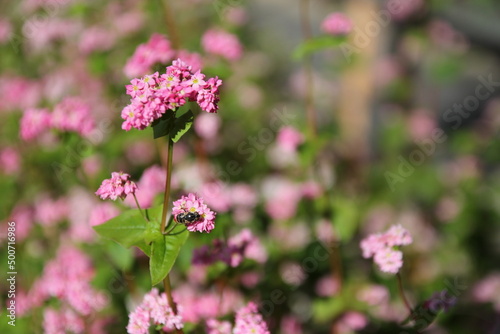 蕎麦の花