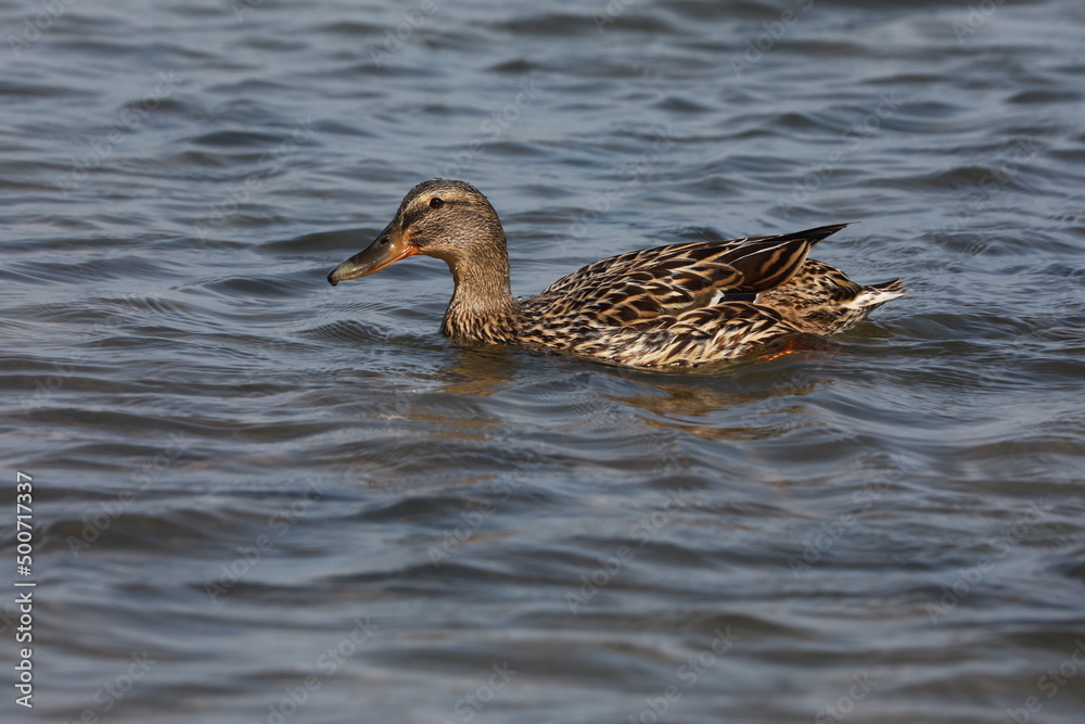 seabirds and wildlife