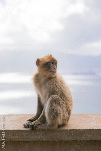 Gibraltar UK monkeys  © G o l d e n Visuals