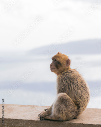 Gibraltar UK monkeys  © G o l d e n Visuals