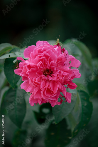 pink flower