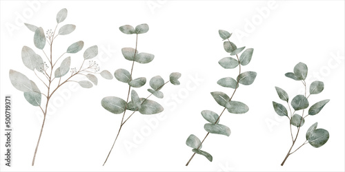 Watercolor set of Eucalyptus leaves and branches on white background, Vector illustration hand drawn of green nature elements for decoration Wedding, Motherday greeting card or textile
