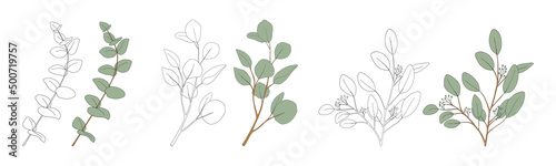 Eucalyptus leaves round shape on branches.Set Doodle Vector Illustration Natural green leaves elements, Eucalyptus Populus isolated on white background simple and cute design for greeting card