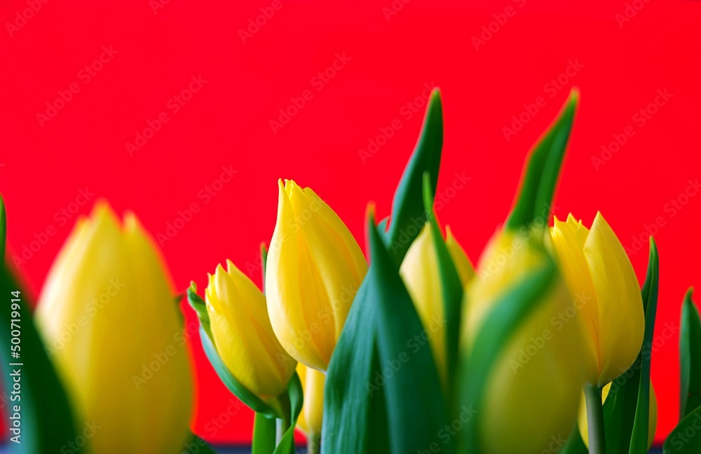 Naklejka premium Żółte tulipany na czerwonym tle