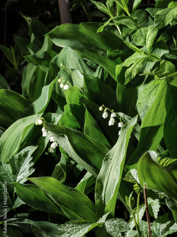 Fototapeta premium Blooming lilies of the valley. Copy space.