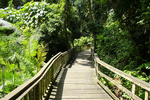 wooden trail in monkey forest ubud