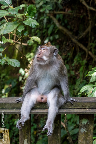 Long-tailed macaques (Macaca fascicularis) in Sacred Monkey Forest, Ubud, Indonesia © Ivan