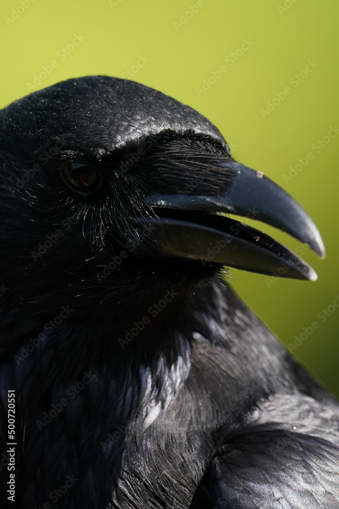 crow closed up crow closed up