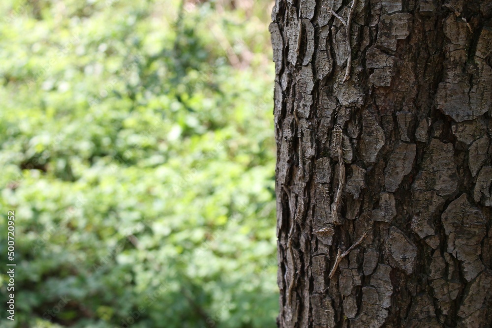 albero in primo piano