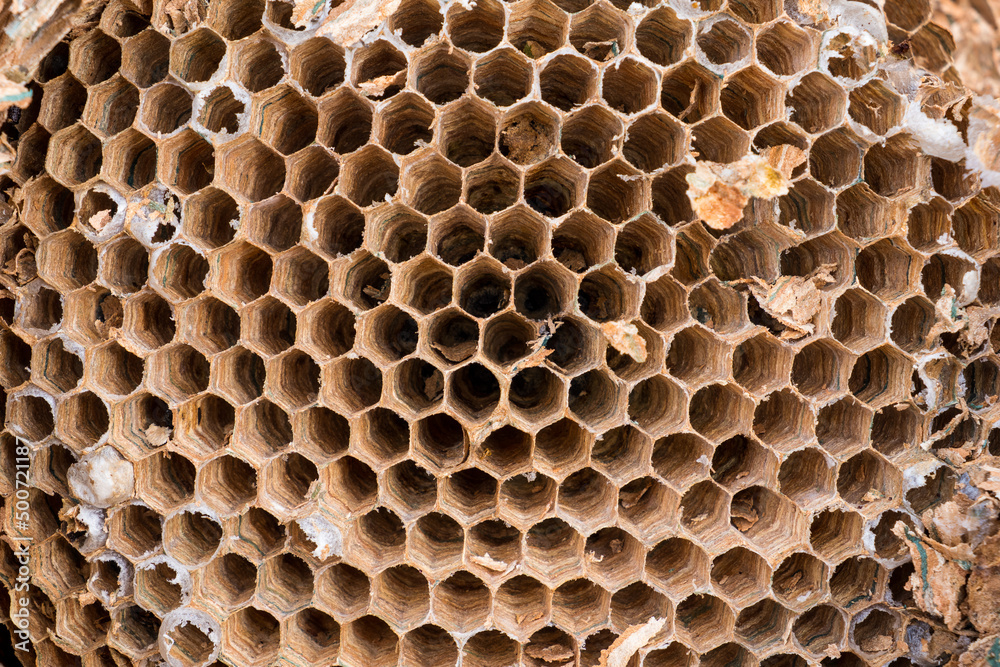 A nest abandoned by hornets. A large nest of hornets of peculiar colors. A multi-storey hive of hornets. A nest abandoned by hornets. A large nest of hornets of peculiar colors. A multi-storey hive of hornets.