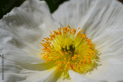 アイスランドポピー