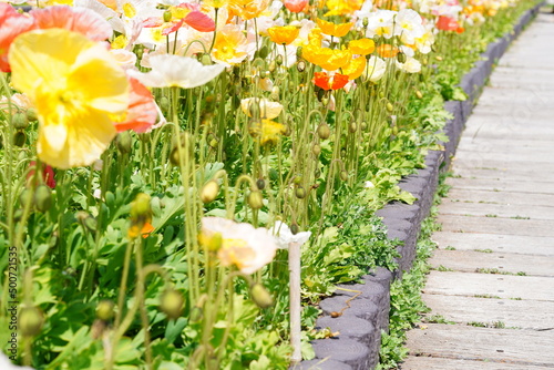 アイスランドポピー