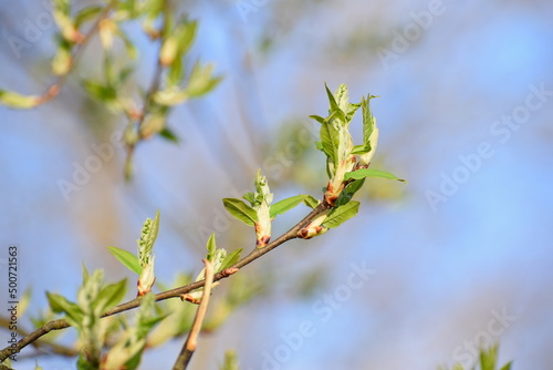 Spring bloom leaves in sunlight in the countryside  © Auste_I