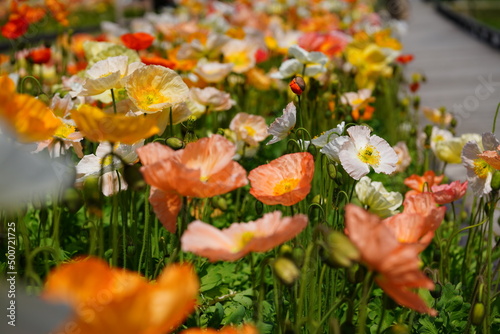 アイスランドポピー