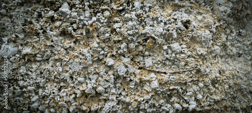 Natural stone background. Detail of a wall of organogenic segmental rocks found in Elba island, Italy. photo