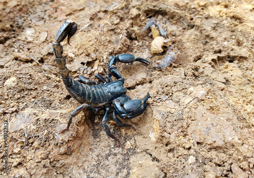 scorpion on ground