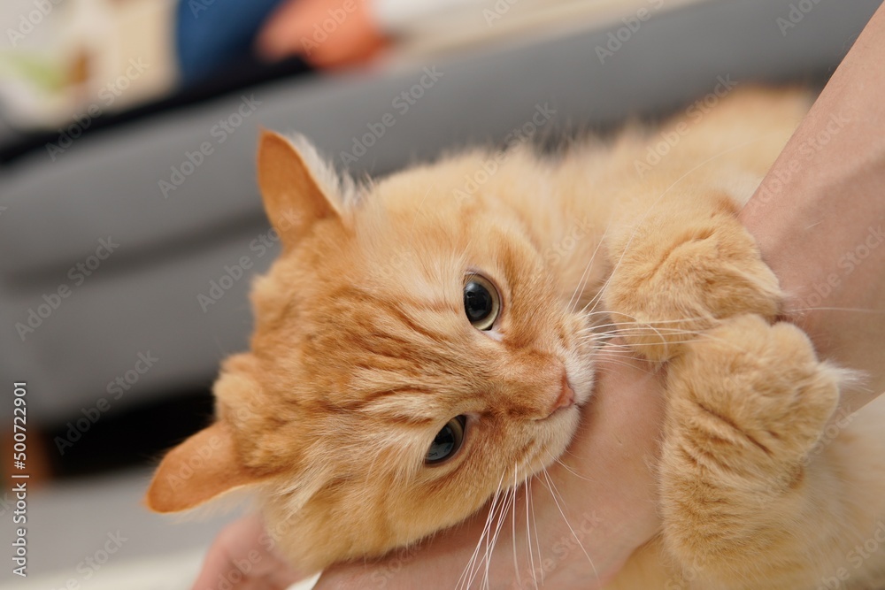 怒っている猫 マンチカン Stock Photo Adobe Stock