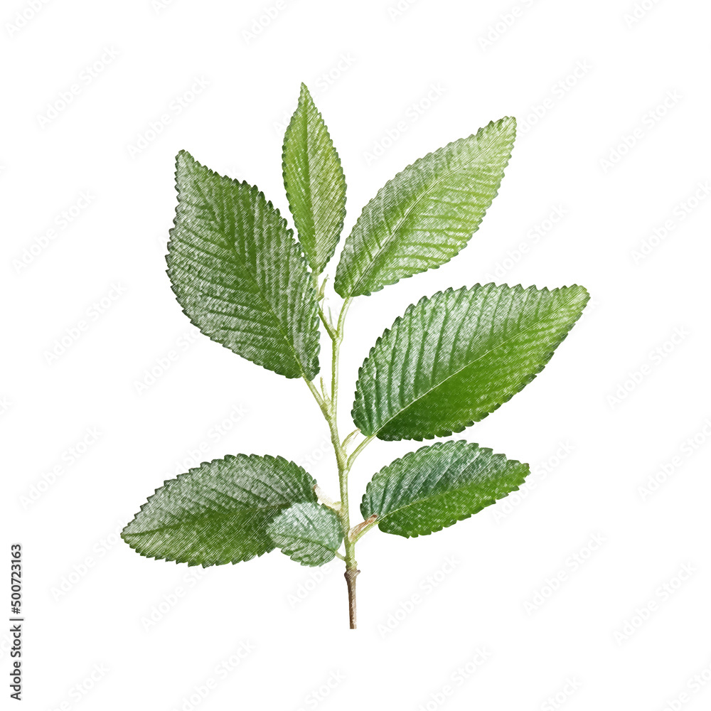 Green leaves pencil drawing, juicy greens drawing, green branches drawing, green leaves, nature, pencil drawing, spring greens, summer greens, Green leaves pencil drawing, juicy greens drawing, green branches drawing, green leaves, nature, pencil drawing, spring greens, summer greens,