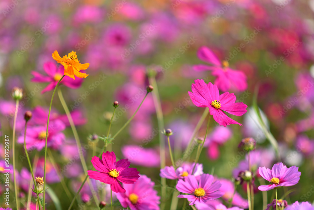 Pink Cosmos flowers, Flowers background Pink Cosmos flowers, Flowers background