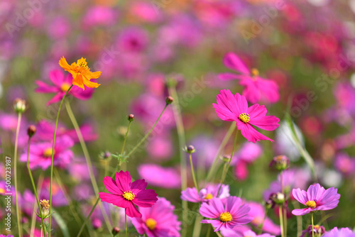 Pink Cosmos flowers, Flowers background