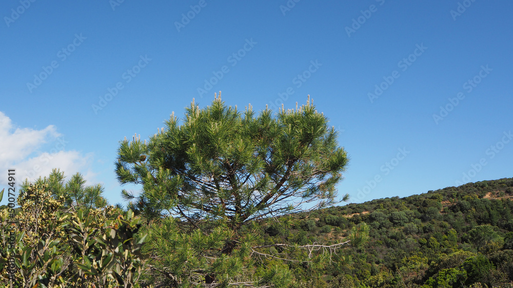 Fototapeta premium Paesaggio