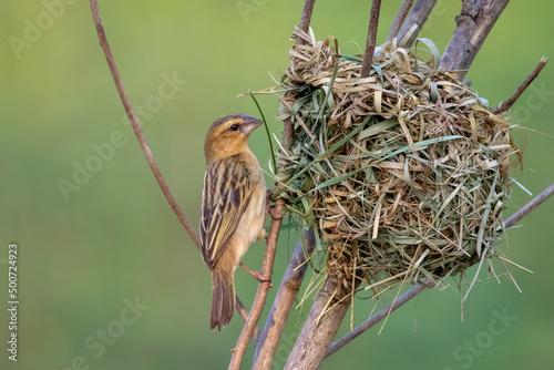 Schilderij op canvas Image of female baya weaver nesting on nature background