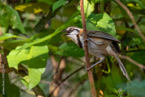 Image of Lesser Necklaced Laughingthrush (Garrulax monileger) on the tree branch on nature background. Bird. Animals. photo