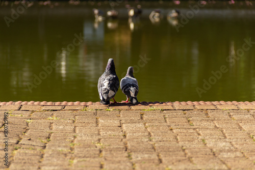 Um casal de pombos na calçada na beirada de um lago.