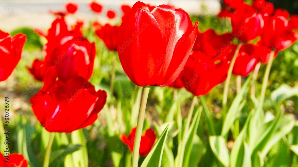 a red tulip close-up among other tulips on a sunny day a red tulip close-up among other tulips on a sunny day