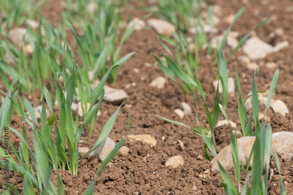 Spring barley (hordeum vulgare) crop Spring barley (hordeum vulgare) crop