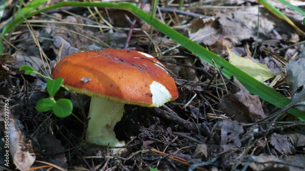 One mushroom (Russula vesca) grows in the grass in the forest. Close up video. Dolly Shot of edible mushrooms in slow motion One mushroom (Russula vesca) grows in the grass in the forest. Close up video. Dolly Shot of edible mushrooms in slow motion