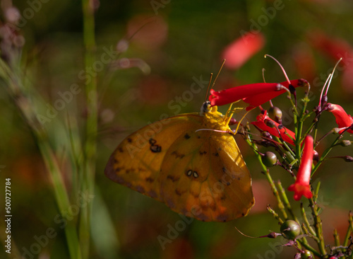 Spring with flowers and butterflies. Yellow butterfly, cloudless sulphur (Phoebis sennae) on a red garden.  photo
