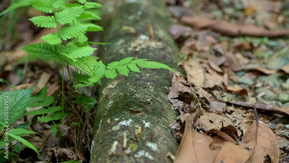 Trail of leaf cutter ants carrying leaves to their nest, Soberania National Park, Panama, Central America Trail of leaf cutter ants carrying leaves to their nest, Soberania National Park, Panama, Central America