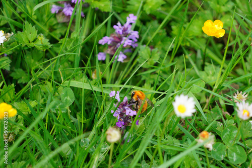 Un bourdon roux des champs qui prend le pollen d'une fleur photo