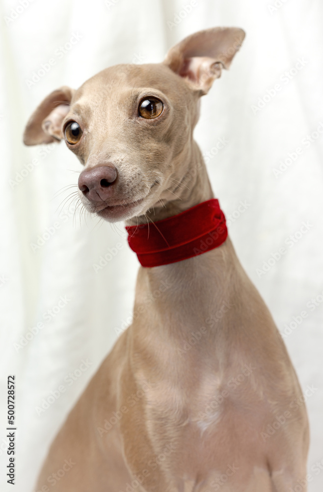 Portrait of Pure breed Italian greyhound dog with roses