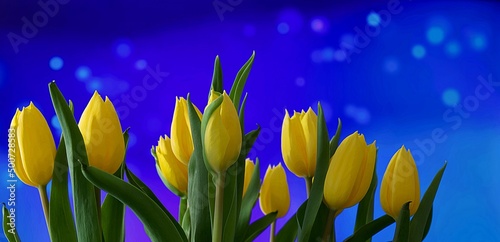 Piękne żółte tulipany na niebieskim tle z poświatą © Karmol