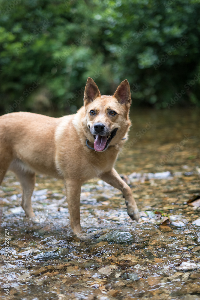 Portrait of cute and happy dog playing in river in the nature