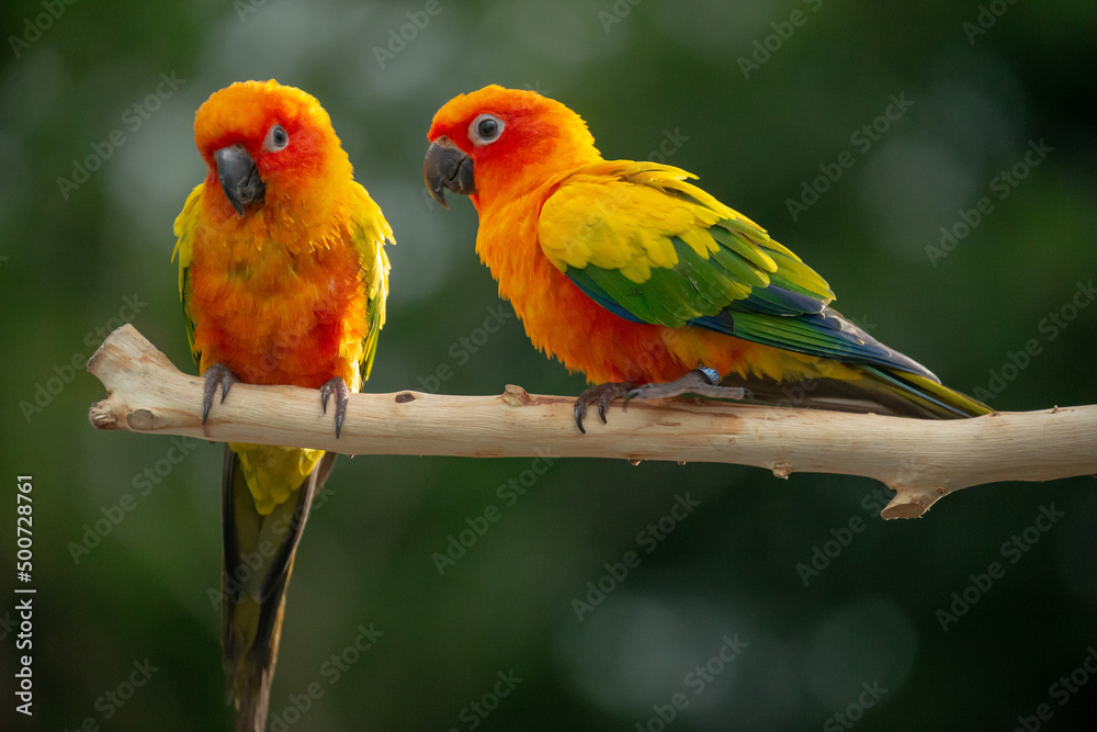 Sun conure parrot perching on the branch in Thailand.