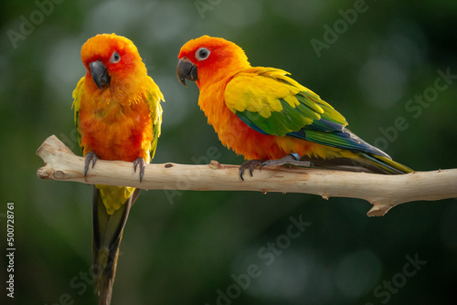 Sun conure parrot perching on the branch in Thailand.
