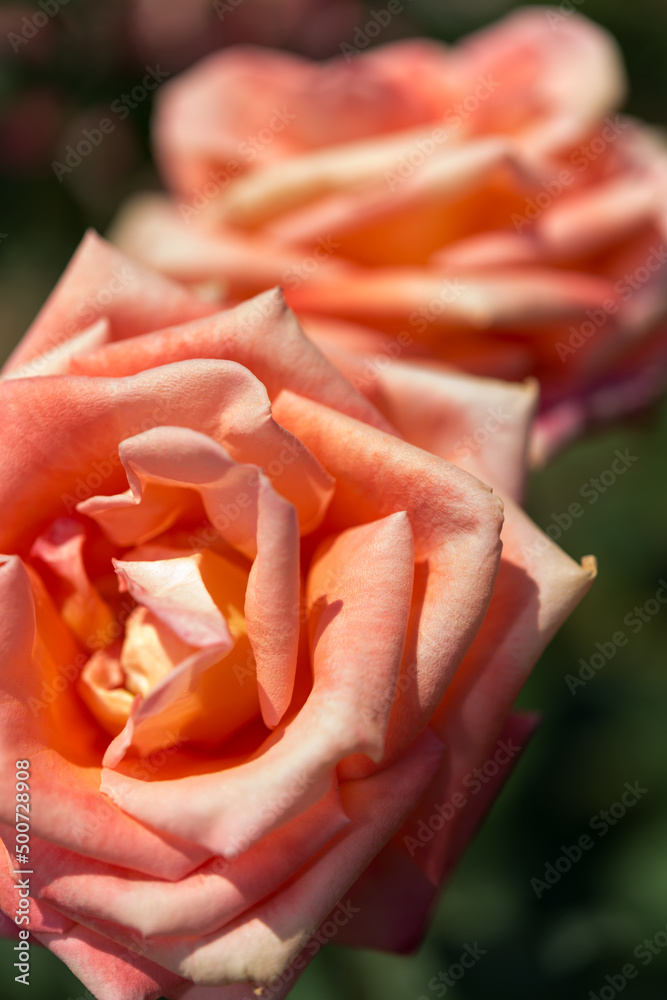 mature orange roses in the sun mature orange roses in the sun