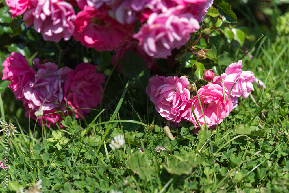 pink flowers on the grass (with clover)