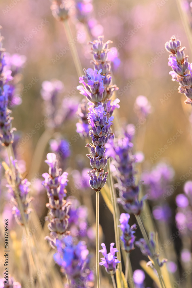 Obraz premium Close-up on mountain lavender on Hvar island in Croatia. Lavender oil is used in aromatherapy, perfume ingredient. Light purple natural background. Selective focus, deliberately blurred image.